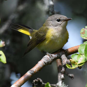 Imagem de Setophaga ruticilla (Linnaeus 1758)