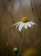 Image of False chamomile