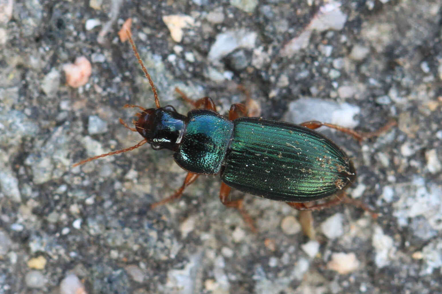 Слика од Ophonus (Hesperophonus) azureus (Fabricius 1775)