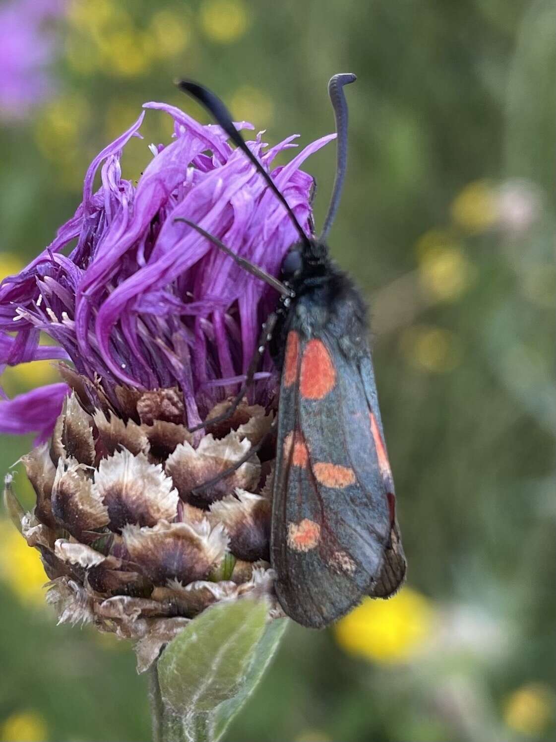 Image of six-spot burnet