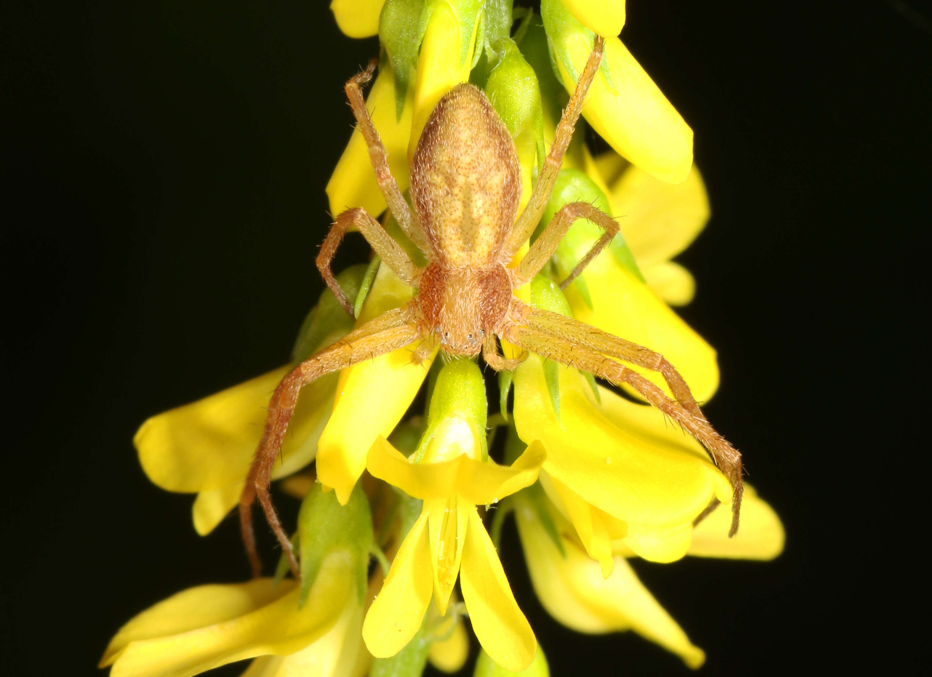 Image of Philodromus