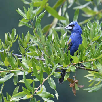 Image of Blue Grosbeak