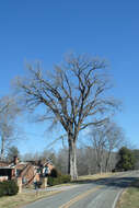 Image of American elm