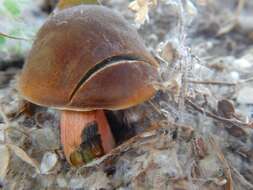 Imagem de Hortiboletus bubalinus (Oolbekk. & Duin) L. Albert & Dima 2015