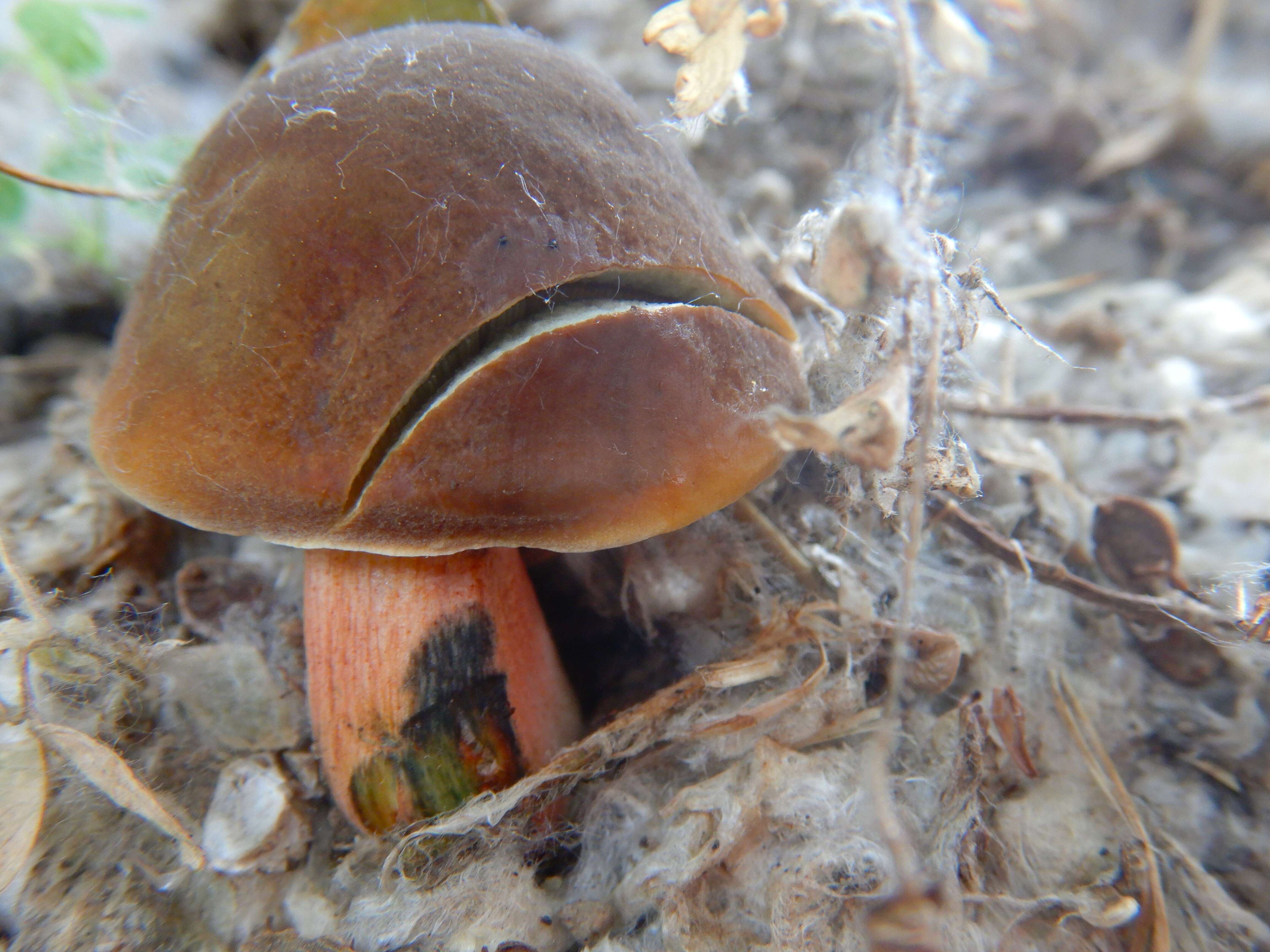 Image of Hortiboletus bubalinus (Oolbekk. & Duin) L. Albert & Dima 2015