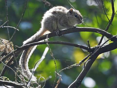 Image of Indian palm squirrel