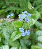 Plancia ëd Brunnera