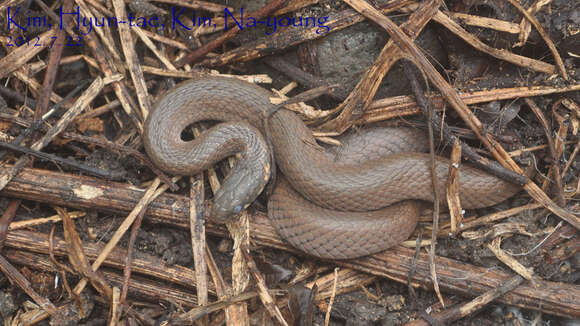 Image of Japanese Keelback