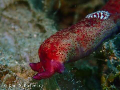 Image of Luzon Sea Star