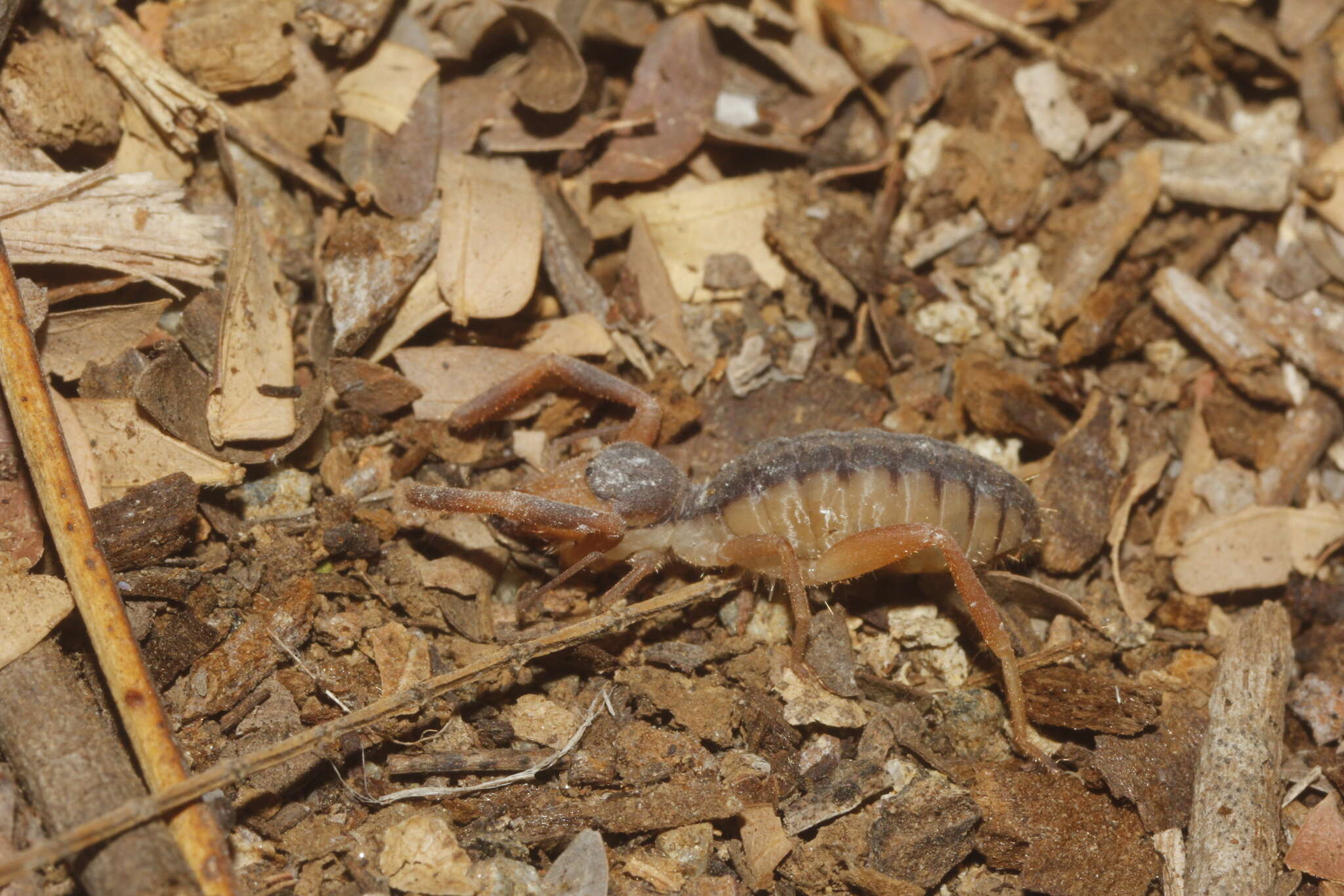 Image of curve-faced solifugids