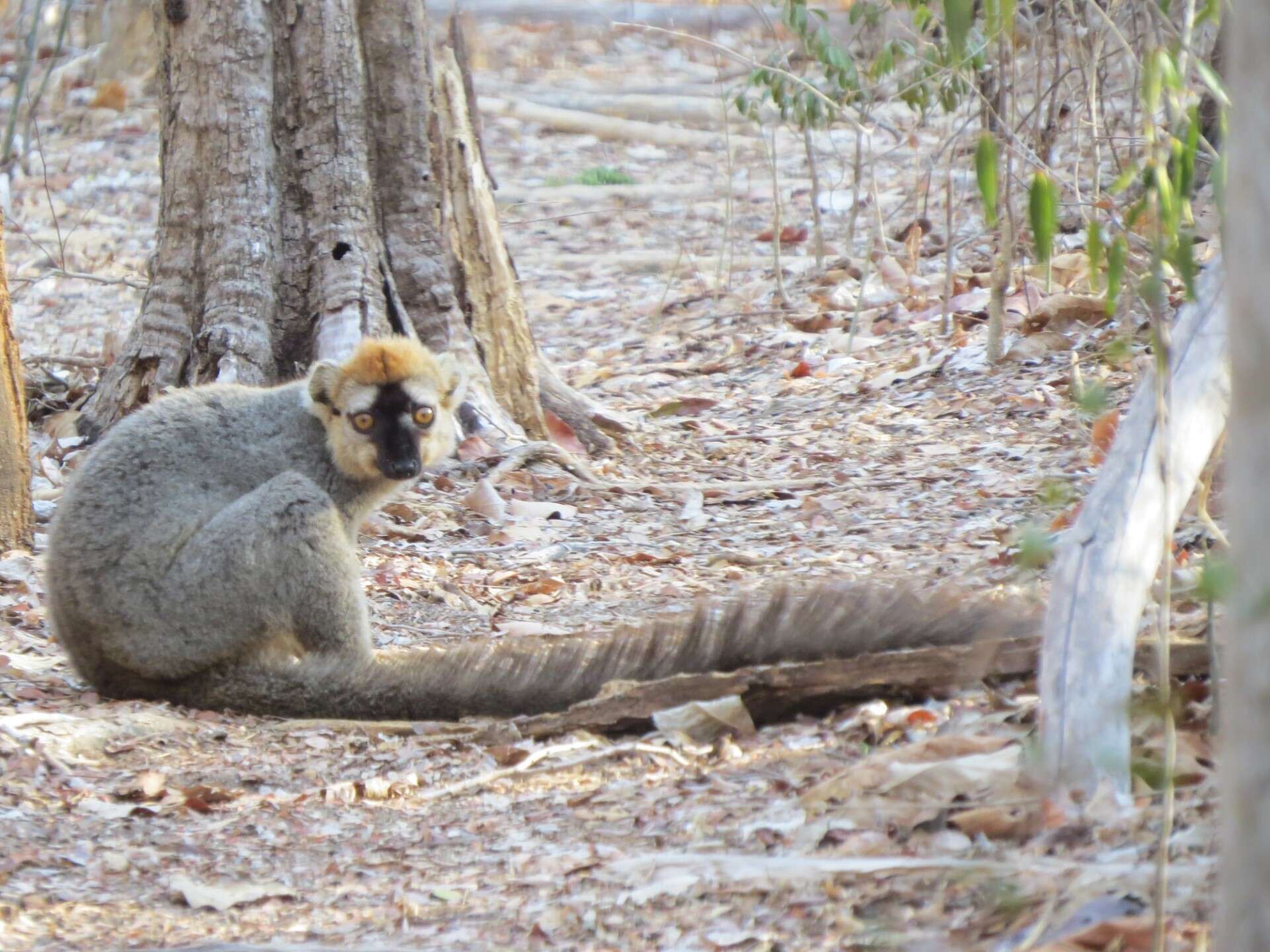 Image of Bennett's Brown Lemur