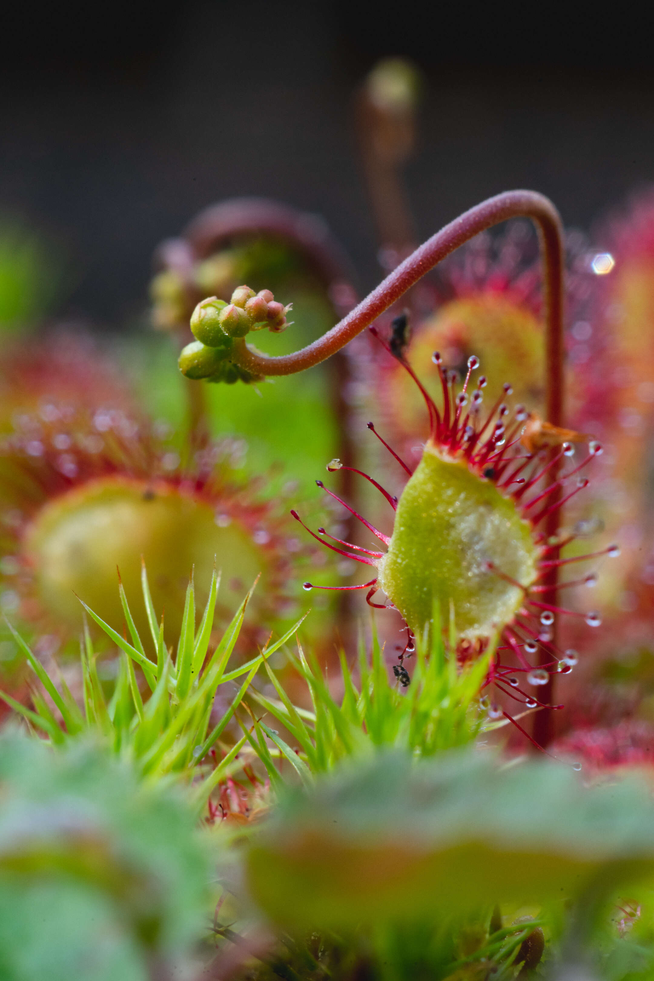 Image of Common Sundew