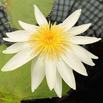 Image de Nymphaea ampla (Salisb.) DC.