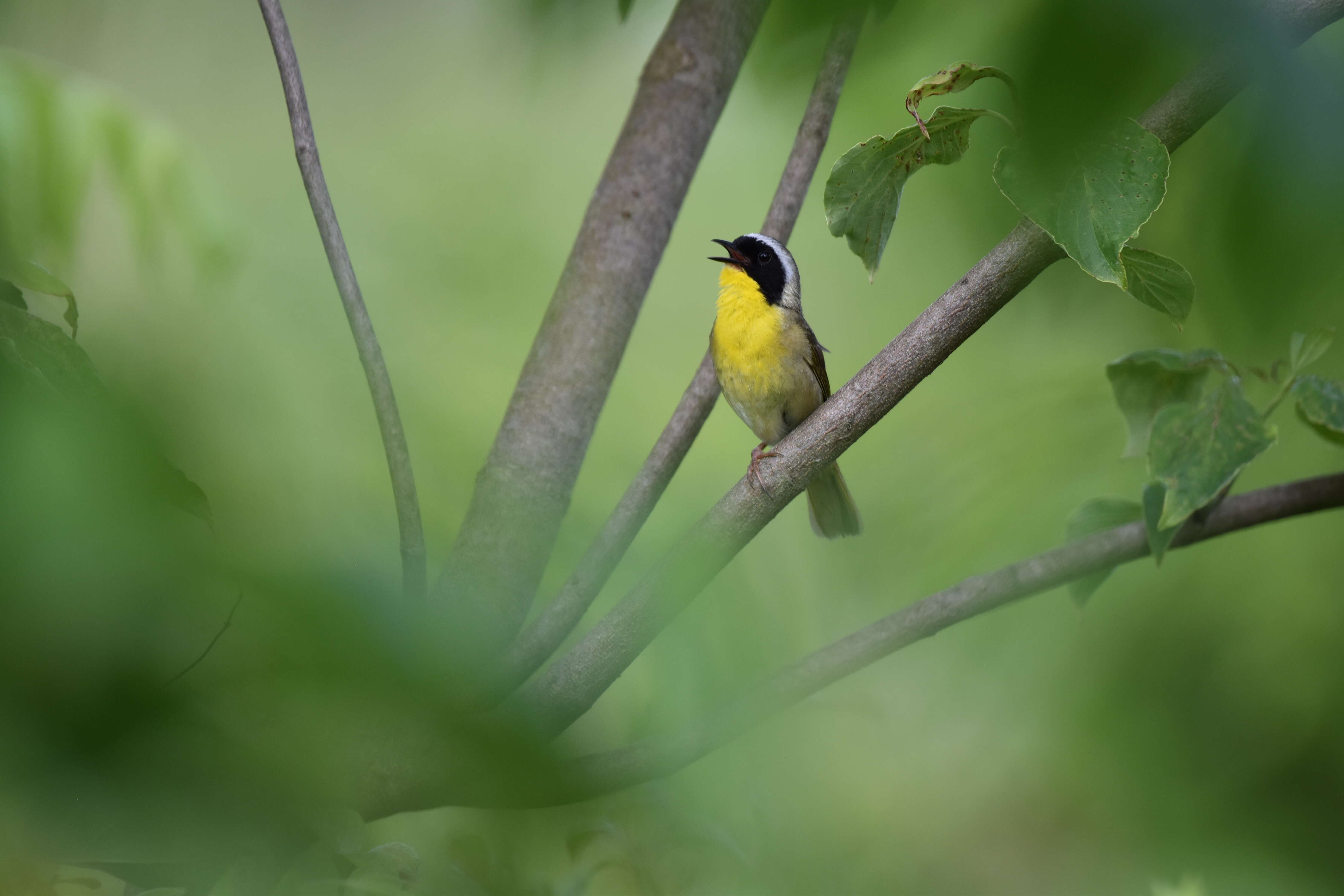 Geothlypis trichas (Linnaeus 1766) resmi