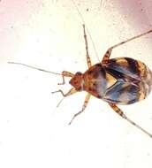 Image of Liocoris