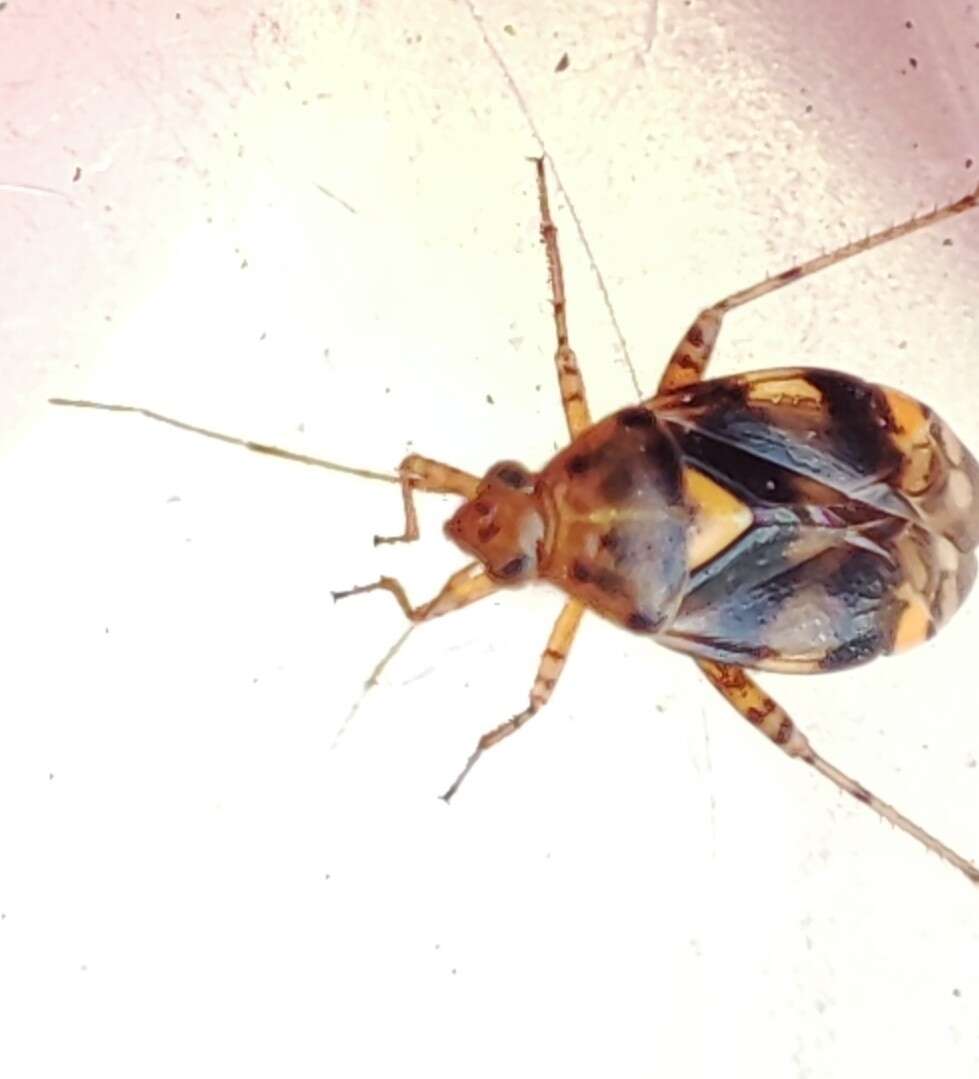 Image of Liocoris