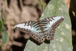 Imagem de Parthenos sylvia