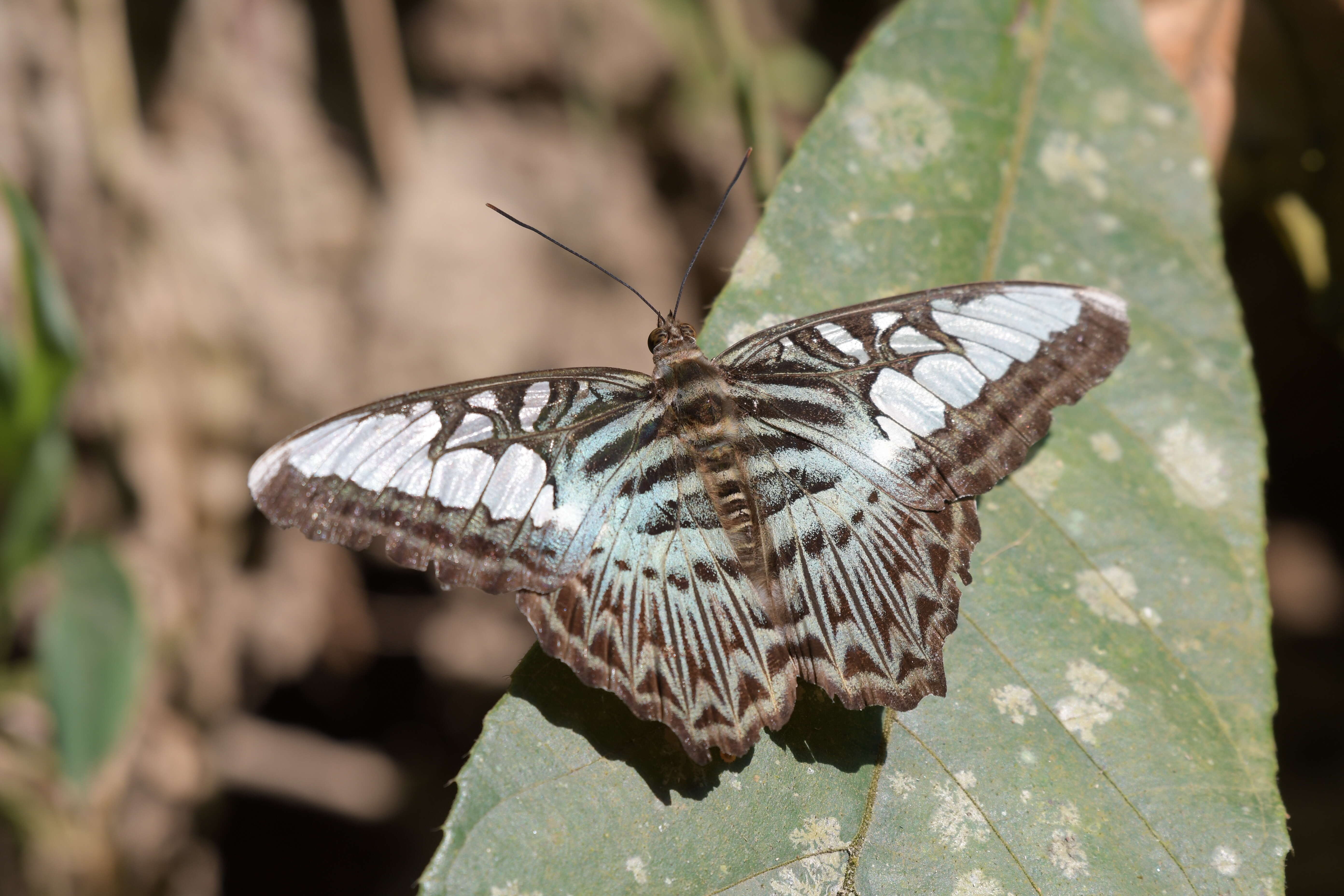 Imagem de Parthenos sylvia