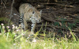 Imagem de Panthera onca palustris (Ameghino 1888)