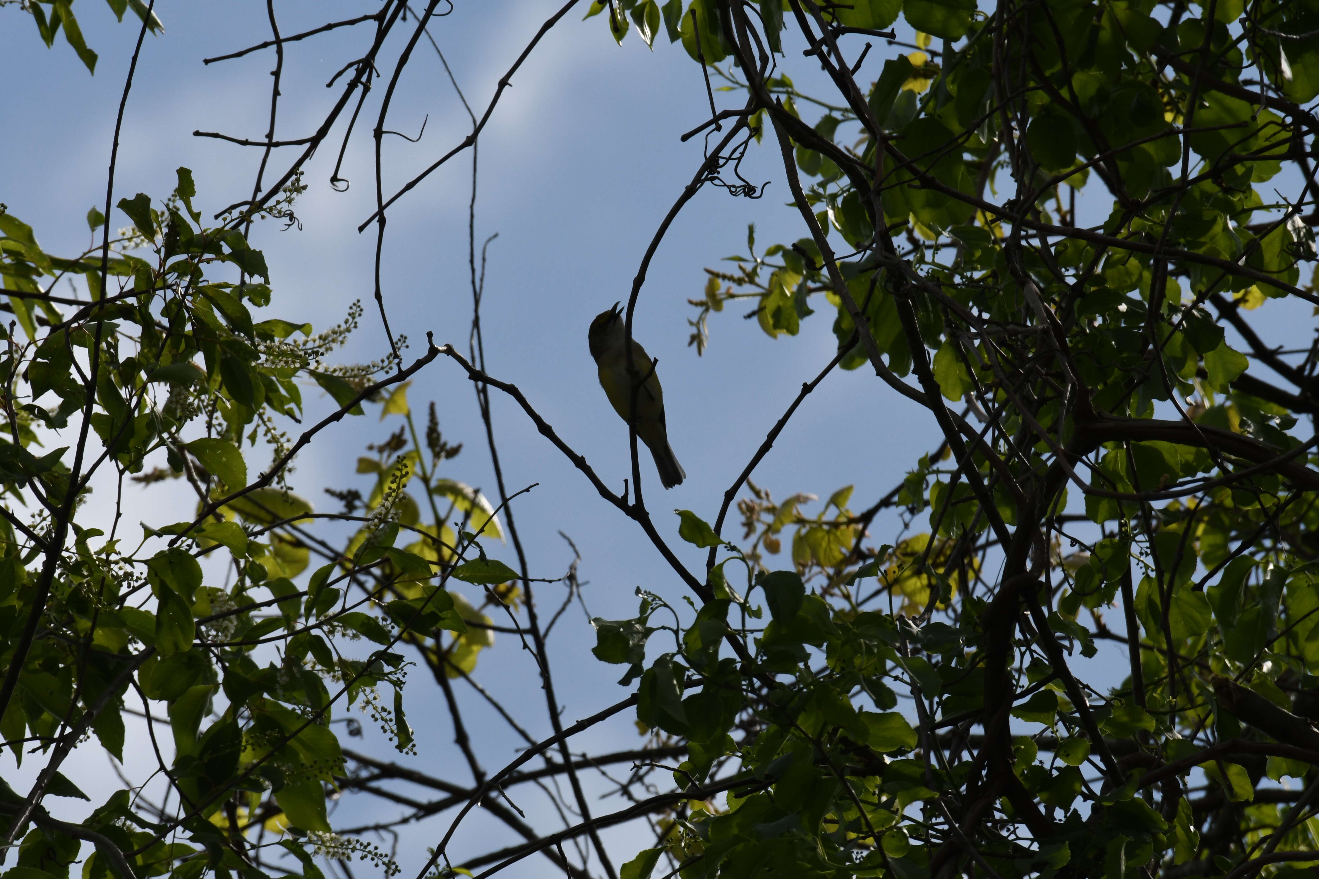 Слика од Vireo griseus (Boddaert 1783)