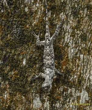 Image of Asian Gliding Lizard