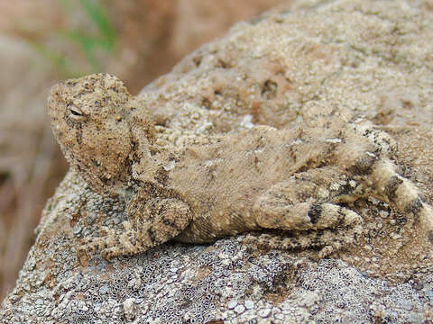 Image of Anderson's Agama