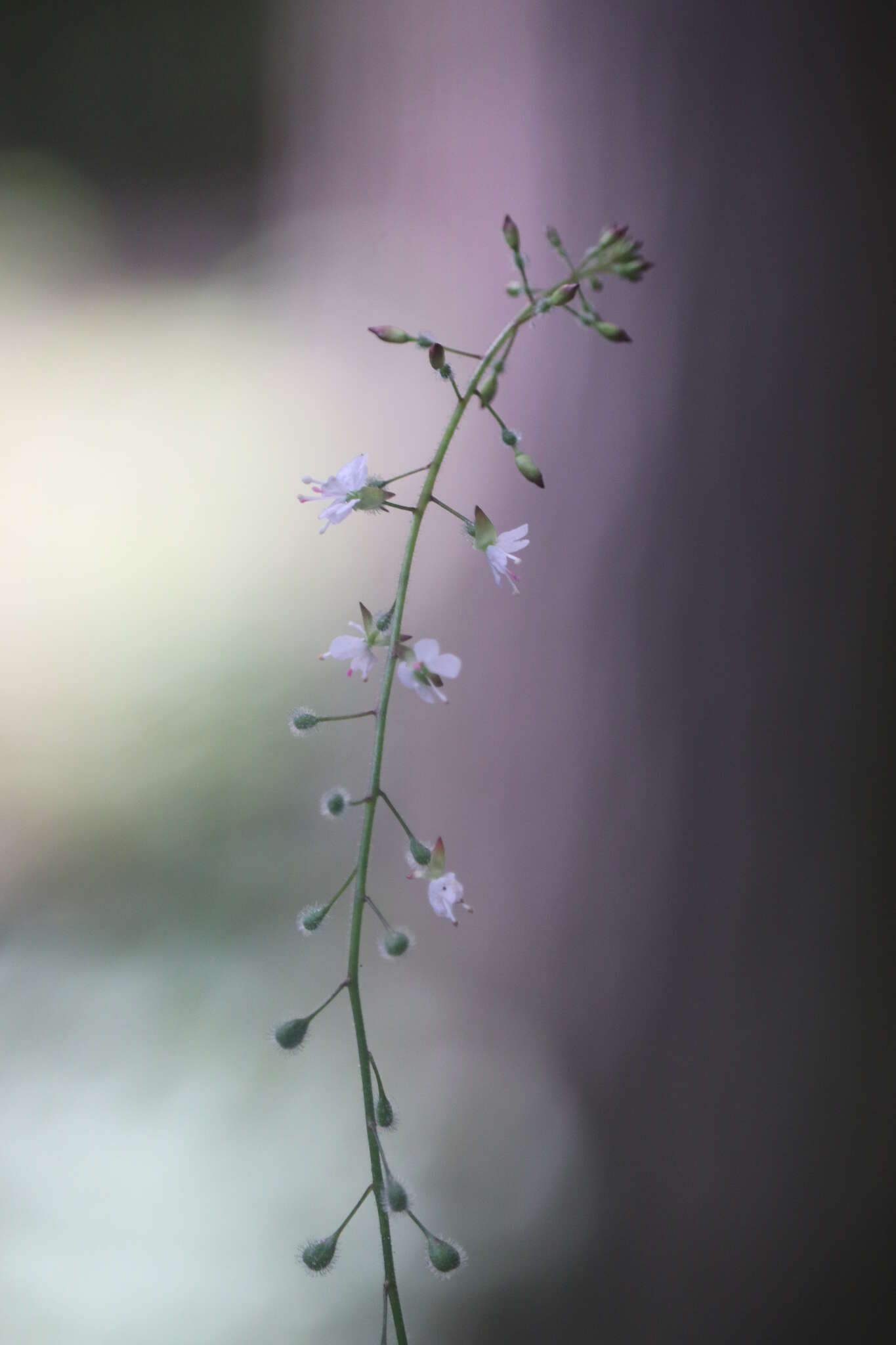 Plancia ëd Circaea lutetiana L.