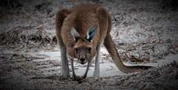 Image of Kangaroo Island Western Grey Kangaroo