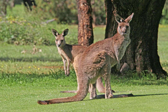 Image of kangaroo