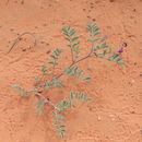 Image of <i>Astragalus sabulonum</i>