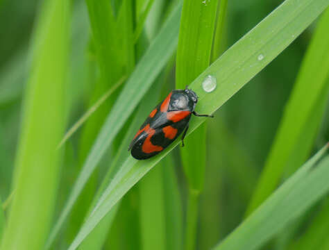 Image of Red-and-black Froghopper