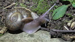 Image of Quimper Snail