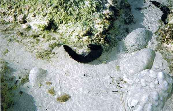 Image of White Thread Fish