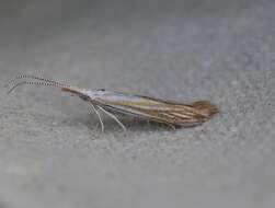 Image of Coleophora currucipennella Zeller 1839