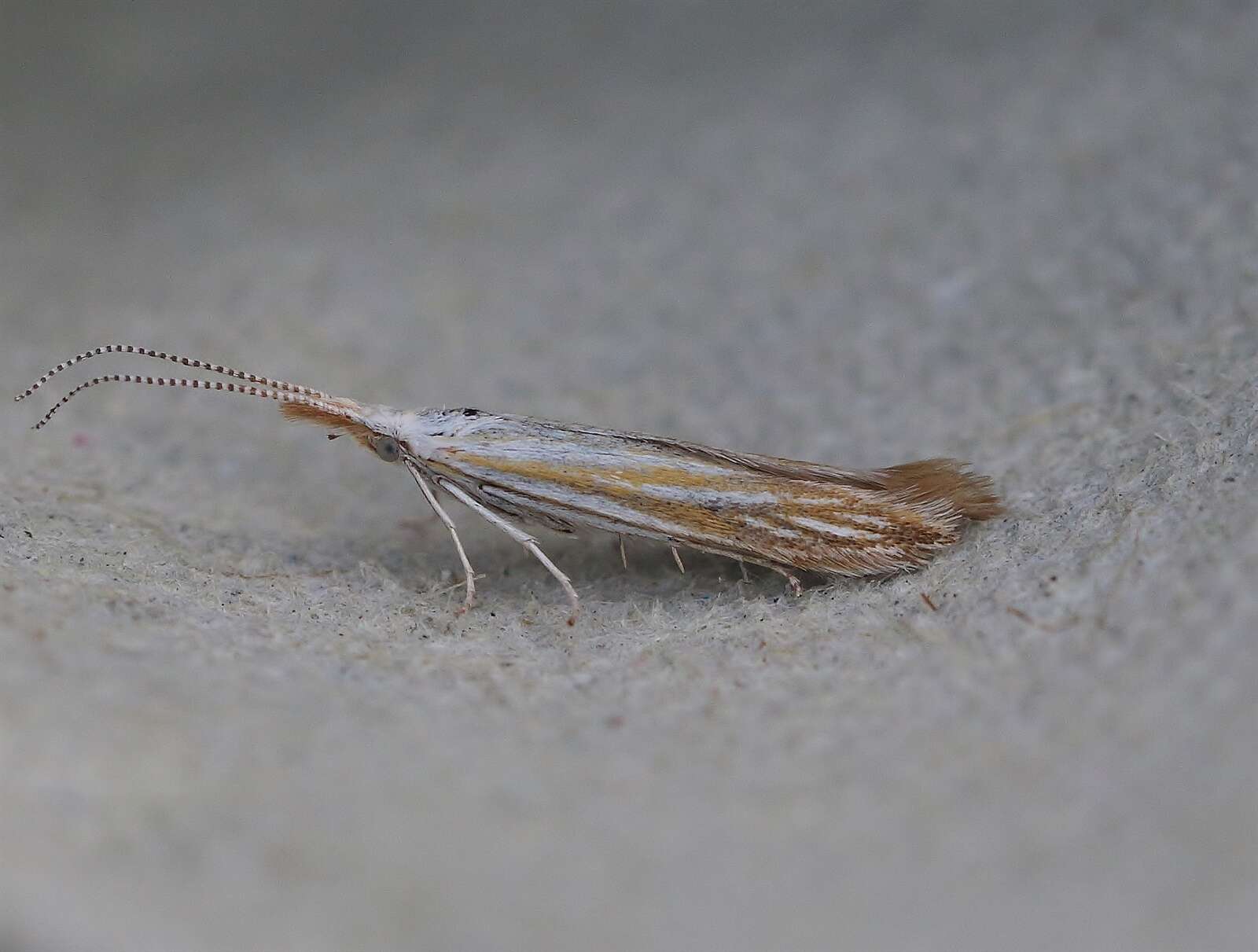 Image of Coleophora currucipennella Zeller 1839