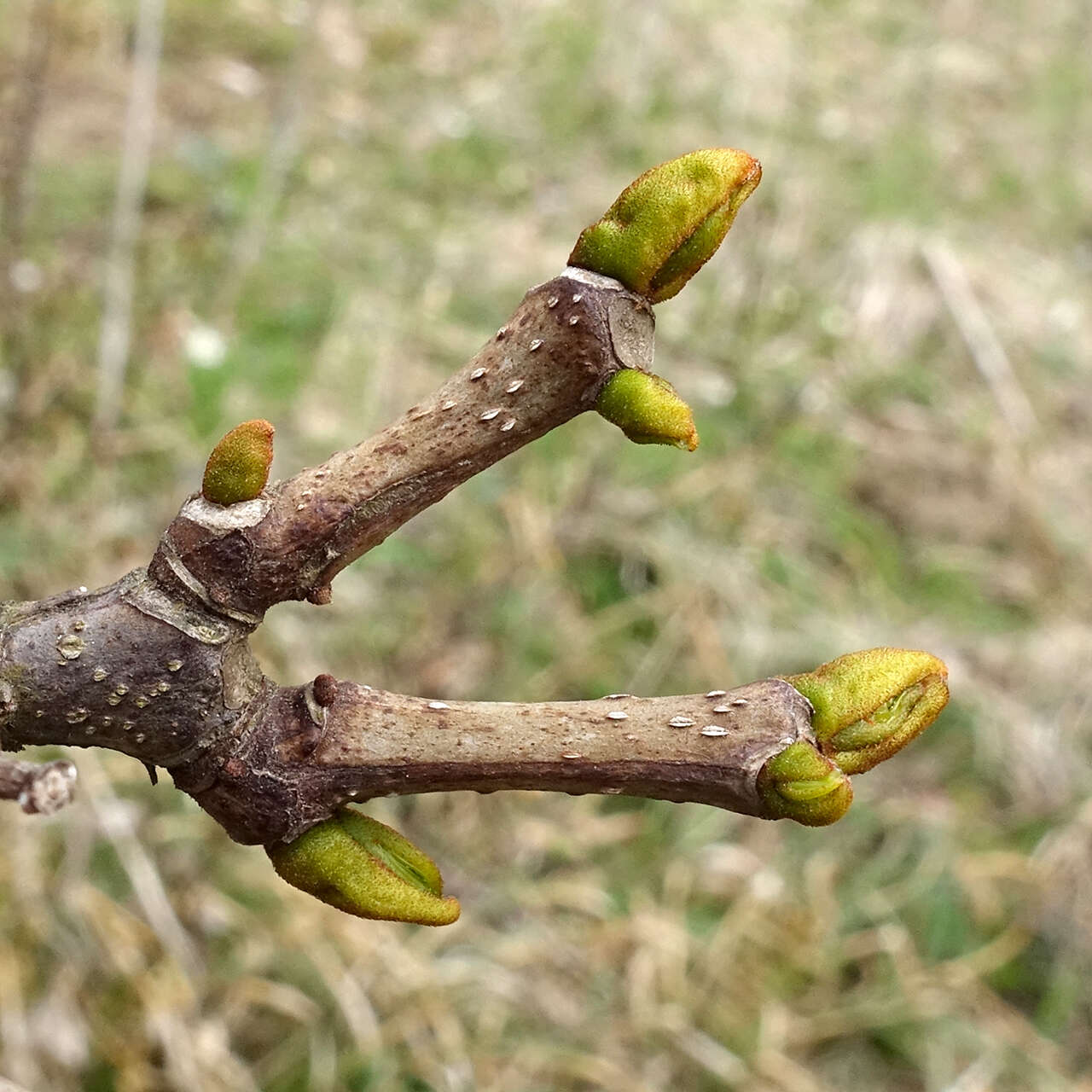 Image of corktree