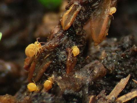 18.https www inaturalist org photos 6808962.580x360