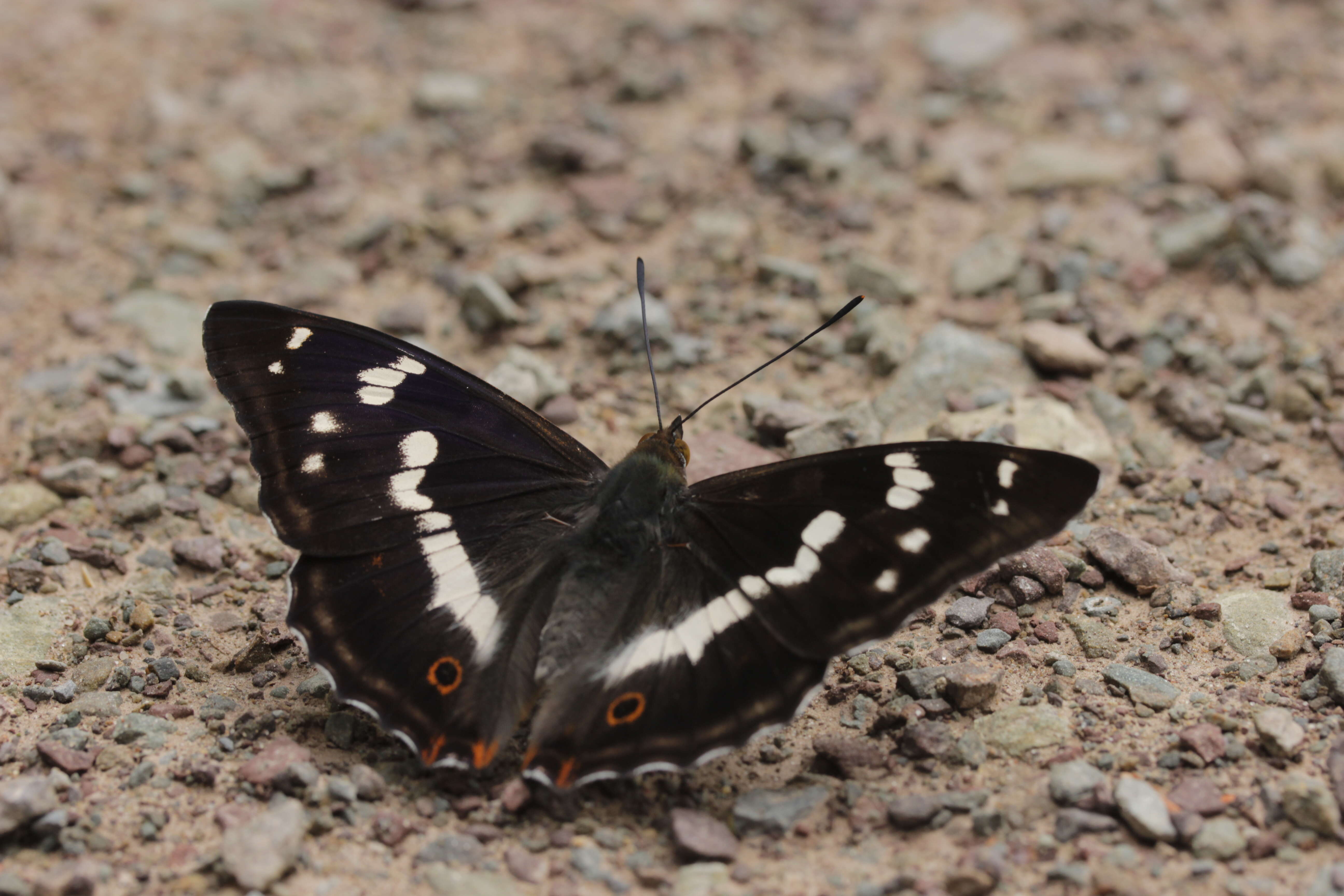 Image of purple emperor