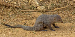 Image of Ruddy Mongoose