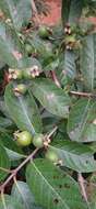 Image of Guinea guava