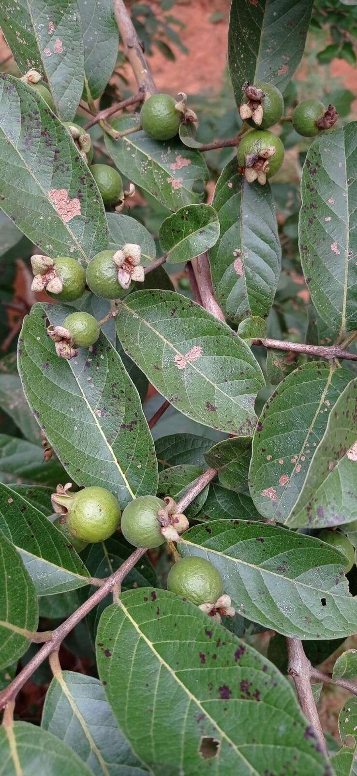 Image of Guinea guava