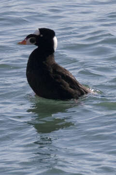 Image of scoter