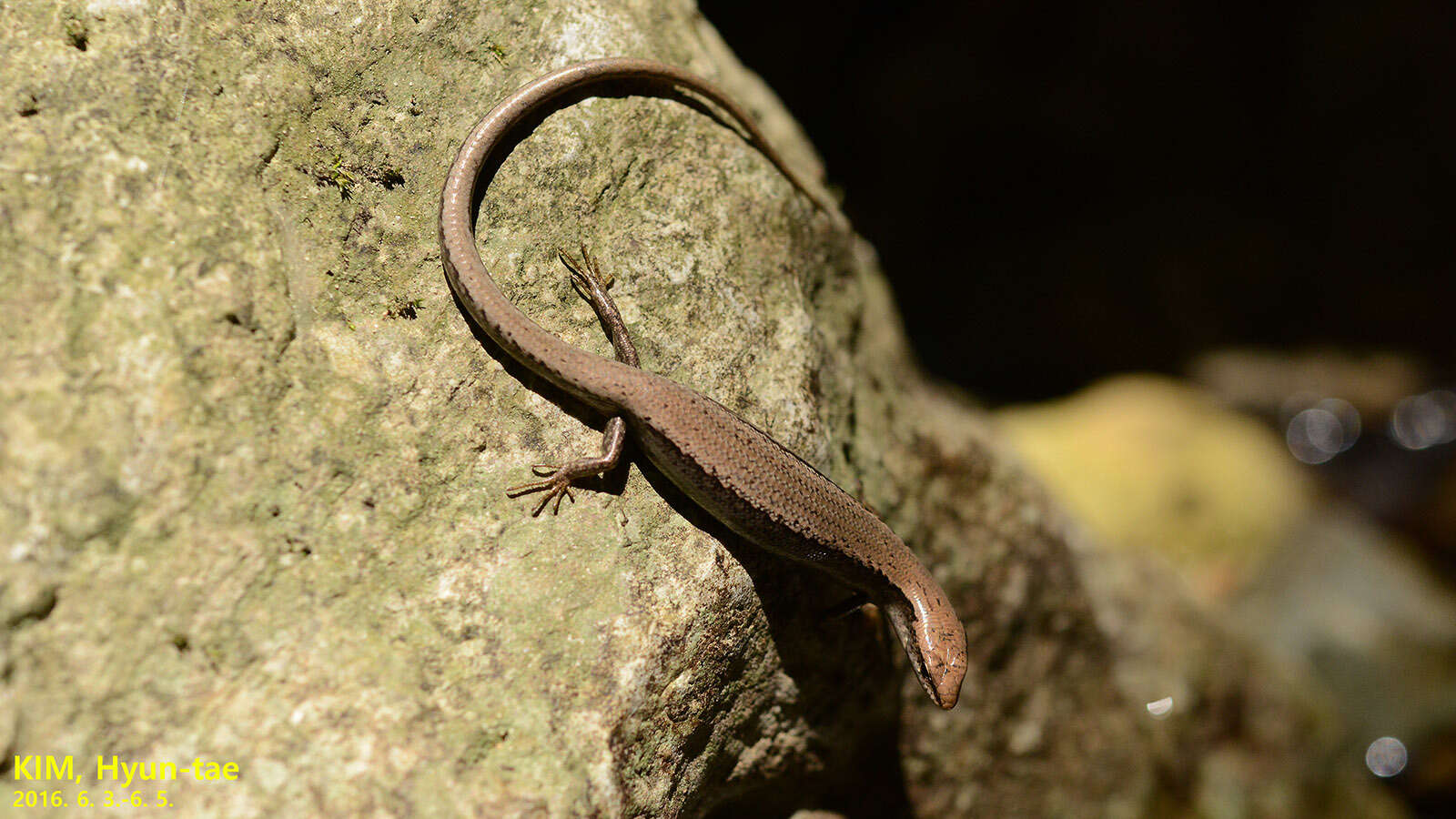 Image of Tsushima Ground Skink