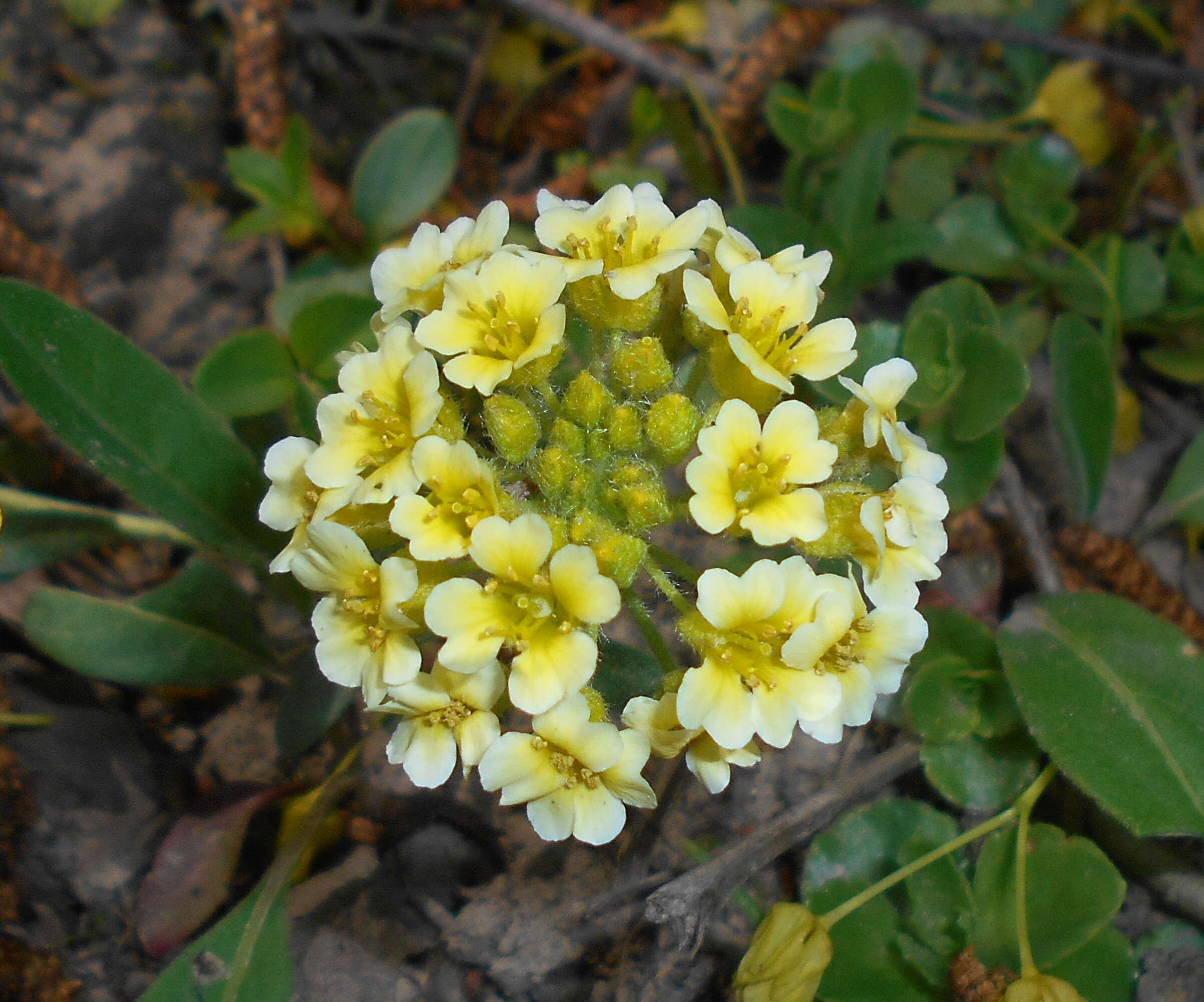 Sivun Alyssum wulfenianum Bernh. ex Willd. kuva