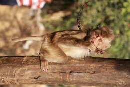 Image of Northern Pig-tailed Macaque