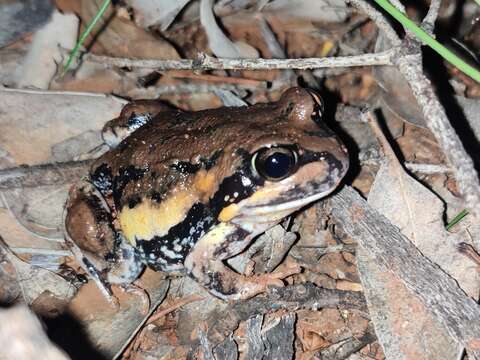 Image of Giant Banjo Frog