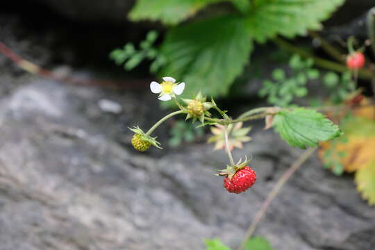 Image of strawberry