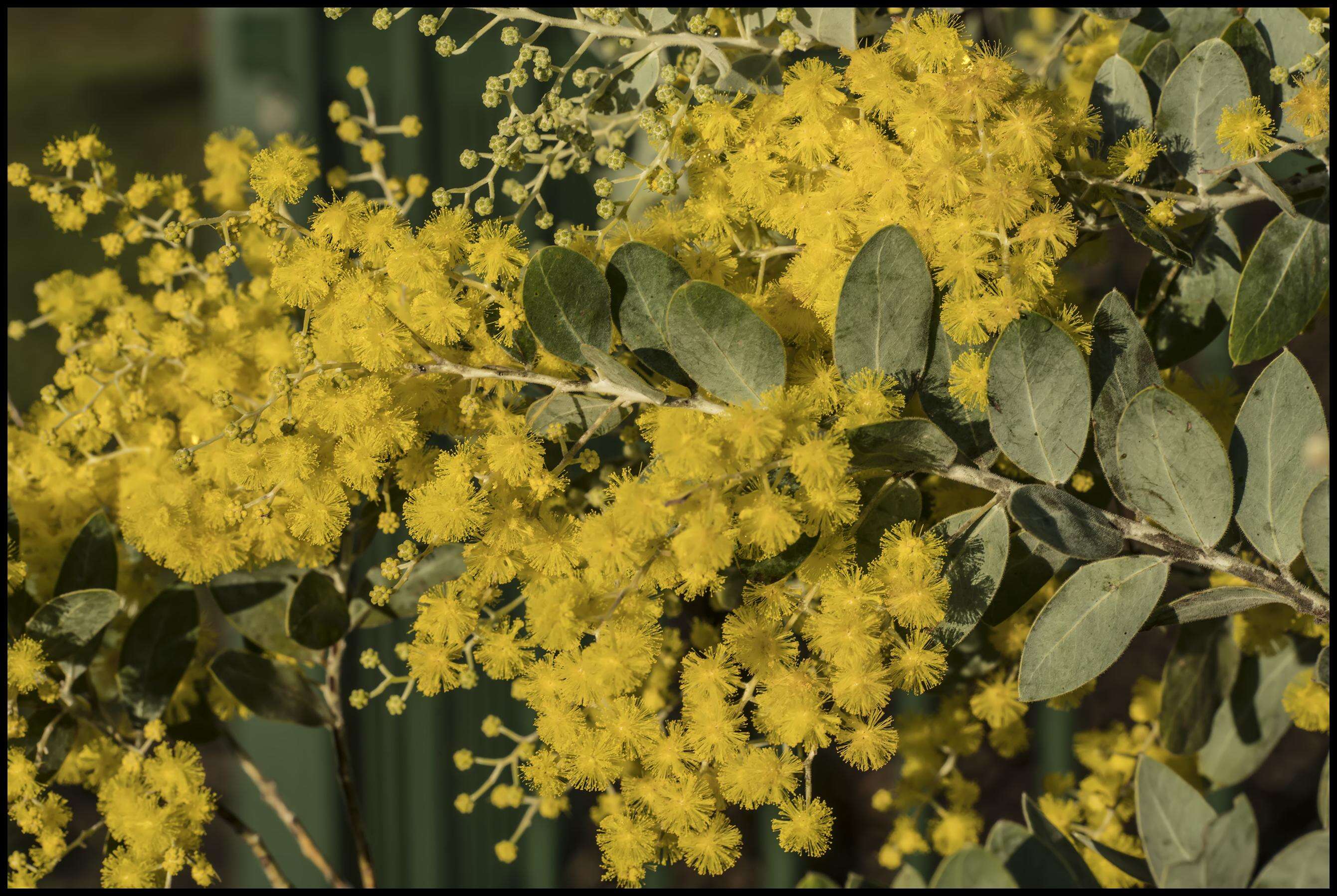 Sivun Acacia pycnantha Benth. kuva