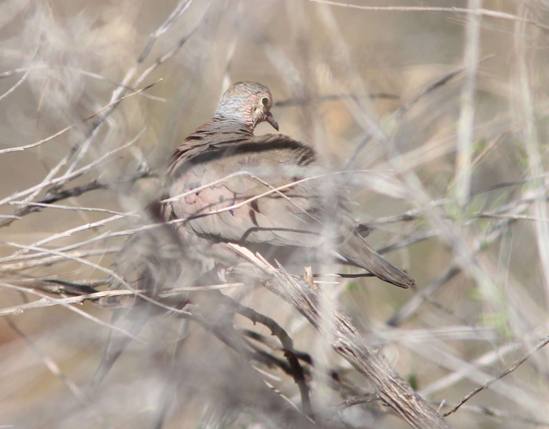 Image of Common Ground Dove