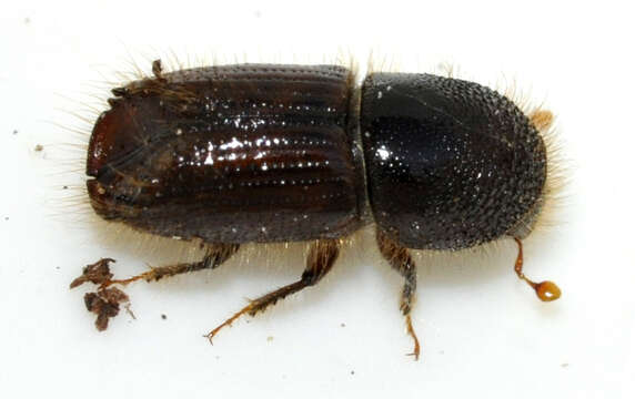 Image of european spruce bark beetle